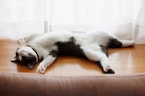 猫が『死んだふり』をみせる理由3つ　避けたいことがある？動かなくなる心理とは