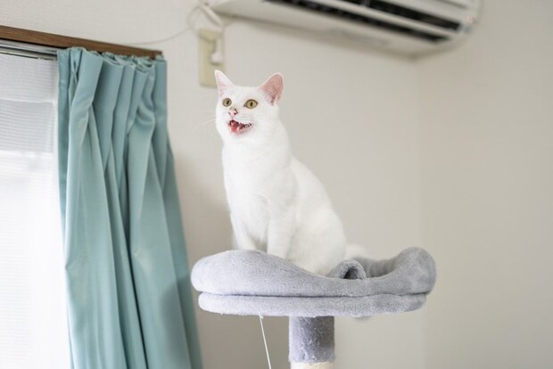キャットタワーで鳴いている猫