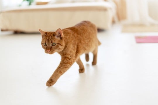 猫が『飼い主を探している』ときにみせる行動4選 鳴き声の変化や考えられる心理も解説