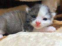 生後2週間のときに保護された『ちいさな白黒ネコ』→大切に育てて２年が経過すると…『予想をはるかに超えるビフォーアフター』に思わず感動