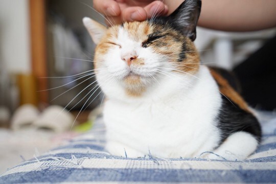 猫に絶対付けてはいけないNGな『名前』6つ 避けるべき理由から名付けのコツまで