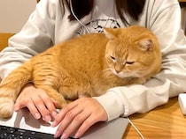 テーブルで作業中、腕の中にやってきたネコ→枕にしてみた結果…あまりにも尊い『最高の時間』が話題「至福のひととき」「癒し効果抜群の枕」