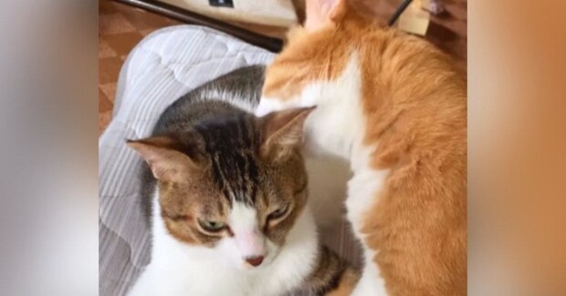 仲良く毛繕いしていた2匹の猫→間に『腕を入れてみた』結果…想像もしなかった『素敵すぎる展開』が58万再生「幸せタイムw」「天国か?w」