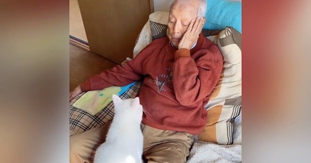 ソファに座るおじいちゃんのもとに『猫』がやってくると…ほのぼのとした日常の光景が癒されると47万再生「あまりにも素敵」「幸せな日常」