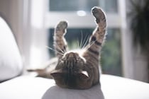 猫にとって『日向ぼっこ』が欠かせない理由3つ　心身にもたらす良い影響や注意すべきポイントも解説
