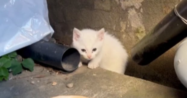 『裏庭にやってくる小さな野良猫』を保護して２年…見違えるほどの成長ぶりに感動の声「泣けてきた」「幸せをありがとう」と72万再生