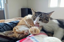 猫を多頭飼いするとき『猫の年齢差』は考慮すべき？　相性の傾向や性別による違いも解説