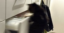 『犯行現場を見てしまった』キッチンにいた黒猫→驚きの方法で『引き出しを開ける様子』が423万表示「爆笑してしまったｗ」「頭いいなぁ」
