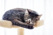 愛猫が『余命宣告』を受けた…飼い主がすべきこと4つ　悔いのない最期を迎えるための心得とは