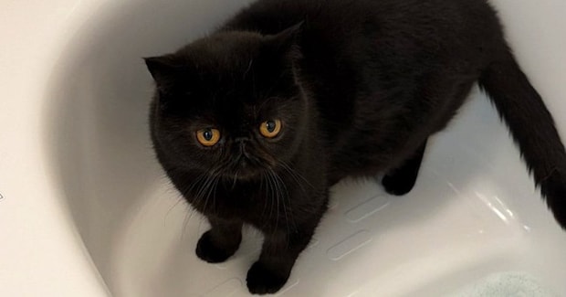 毛がふわっふわの黒猫→『お風呂』に入った結果…同じ猫とは思えない『衝撃ビフォーアフター』に6万いいね「情けなくて好き」「笑ったw」