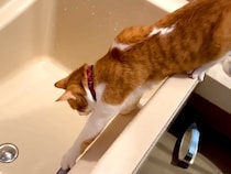 『お風呂のお湯』に興味津々なネコ→浴槽のフチからジャンプしたら、次の瞬間…『予想外のハプニング』に爆笑「斜め上(物理)な落ち方ｗ」