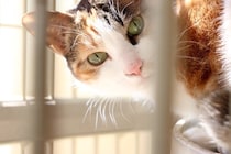 猫が『ペットホテル』に預けられたときの心理3選　不安な気持ちになるの？帰宅後のケア方法まで