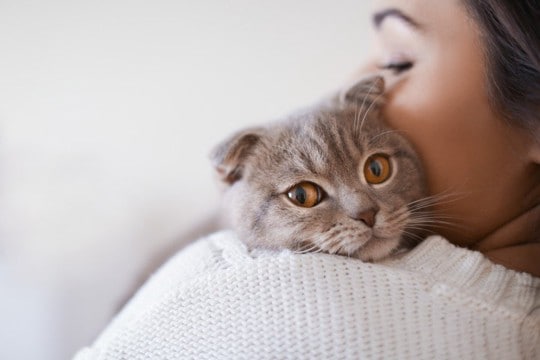 感激の再会！　7年間も行方不明になっていた愛猫が、飼い主の元へ無事生還　英国