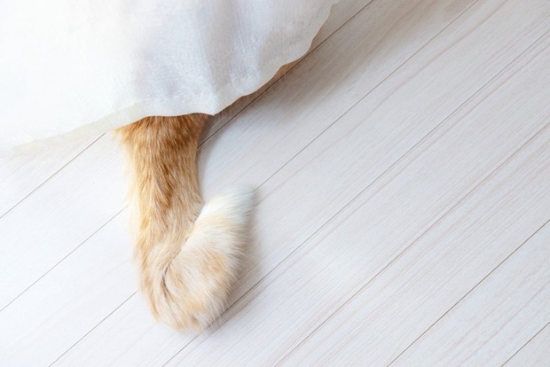 カーテンから飛び出ているしっぽ