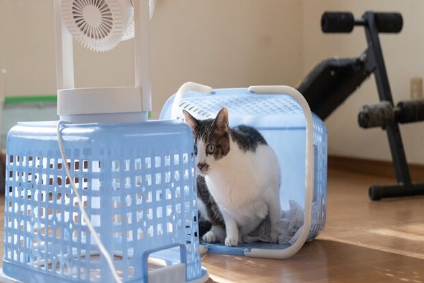 お気に入りのカゴでくつろぐ猫