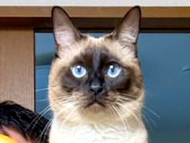 凛々しい顔つきのネコ→座っている場所を見てみると…まるで相棒？『アニメのようなツーショット』が720万表示「サトシとピカチュウやんｗ」