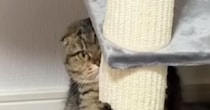 ふとキャットタワーを見たら、愛猫が…可愛すぎて笑ってしまう『予想外の行動』に「見えてないと思ってそうｗ」「悶絶した」とSNSで反響