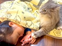 遊び疲れ、床で眠っている小さな女の子→気づいたネコが…いつまでも見ていたい『寄り添う光景』に反響「手を繋いでいるよう」「健気だね」