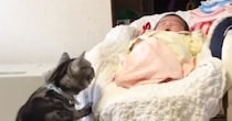 赤ちゃんをやさしく見守る実家の猫→『５年後』、久しぶりに対面すると…心温まる光景が190万再生「本当にいい子」「ウルウルときた」