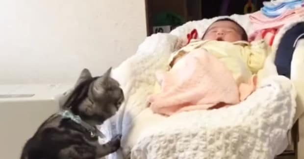 赤ちゃんをやさしく見守る実家の猫→『５年後』、久しぶりに対面すると…心温まる光景が190万再生「本当にいい子」「ウルウルときた」