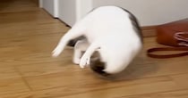 何かに狙いを定めた猫→勢いよく走り出すと、『次の瞬間』…まさかの『動き』が170万再生「まるでスタントマン」「回転レシーブみたいｗ」