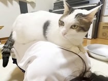 女の子の背中に乗るネコ→爪を立ててしまった結果…『ごめんなさいをする光景』が話題「ご自身の武器を理解してらっしゃる」「魔法のお腹」