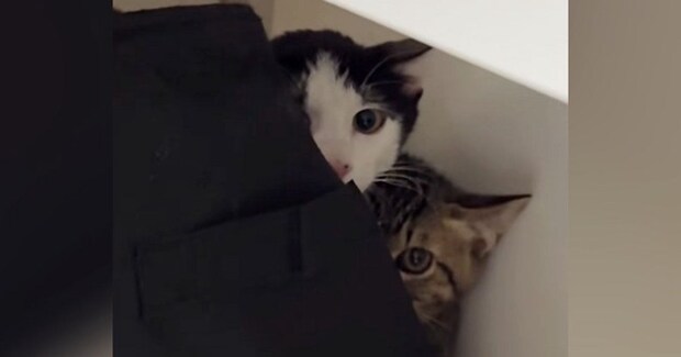 保護子猫の兄弟をおうちに迎えて2日目→仲良くなりたくて『おもちゃ』を使ったら…キュンとくる光景が164万再生「警戒心MAXw」「尊い」