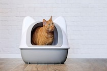 愛猫の『トイレがクサい』ときに考えられる原因5つ　気になるニオイへの対処法まで解説