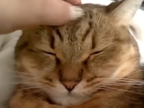 休日、布団に入ってきた猫→一緒にまったりしていたら…まさかの『愛おしすぎる行動』に反響「癒しと幸福度爆上がりで最高」「至福の時間だね」