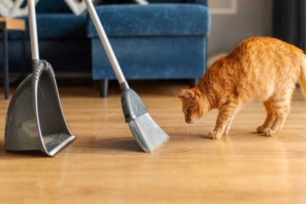 掃き掃除中のホウキを見つめる猫