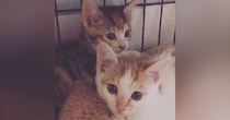 『ずっとかわえええ』保護した2匹の子猫→成長した現在の様子が…尊いビフォーアフターに２万いいね「大きくなってからが本番」「とても良い」
