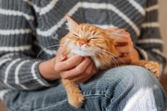 猫が『嫌いな人』には絶対にしないこと5選　あなたへの好感度が読み取れるかも？