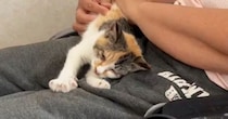 ガリガリに痩せていた子猫を保護→家族に迎えて24時間も経ってないのに…『予想外の行動』に１万いいね「うっそー」「あざとくなりそうｗ」