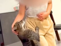 一緒に遊ぶ６歳の女の子と猫→まるで本当の姉妹のようで…あまりにも尊い『種族を超えた愛』が23万再生「さすが前世姉妹」「かわいすぎて悶絶」