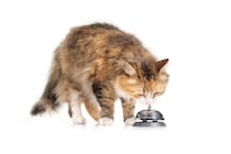 猫が習得しやすい『芸』3選　教えるときのコツや覚えさせるメリットもご紹介