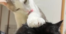 そっとお姉ちゃん猫の頭に手をのせた弟猫→お姉ちゃん猫の『表情』を見ると…「電車の中で吹いたｗ」「可愛すぎて笑った」と爆笑する人が続出