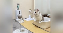 激しく左右にゆれる猫じゃらしに…子猫が見せた『まさかの動き』が可愛すぎると130万再生「バグみたいなの起きてるｗ」「許容範囲超えたｗ」