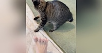 飼い主の『足の裏を見たネコ』→次の瞬間…327万再生された『衝撃のリアクション』に「めちゃめちゃ敵視ｗ」「超笑ったｗ」と爆笑の声