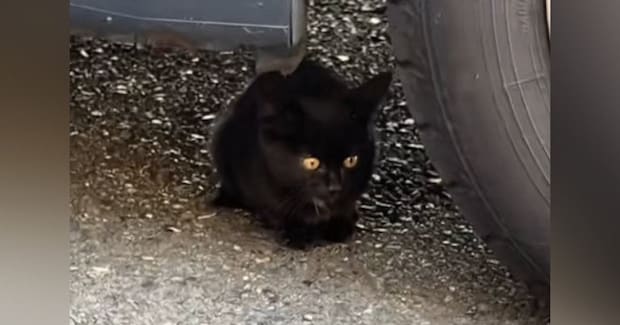 車の下に潜んでいた『小さな野良猫』を見守っていると…思いもよらない展開が30万再生「よろしくお願いしますｗ」「運命の出会い」と反響