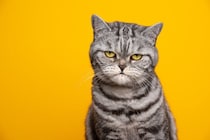 猫が耳にしたくない『大嫌いな言葉』4選　嫌がる理由から飼い主が行うべき配慮まで