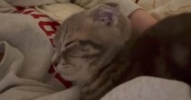 猫が動物病院に行く日→『1日の様子』を撮ってみると…思わず癒される光景が15万再生「可愛すぎてやばい」「幸せそうだね」とSNSで反響
