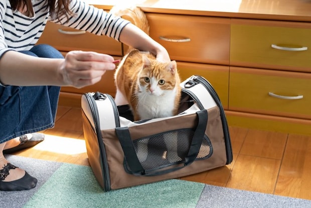 検診を受けに行く猫