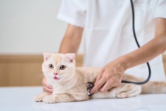 猫がかかると完治が難しい『不治の病』３選　表れる症状や予防法まで解説
