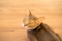 猫が見つめる理由とは？飼い主をじっと見る9つの心理