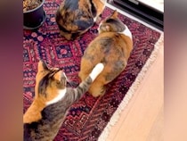 窓の外を見ている２匹の三毛猫→背後からもう１匹近づいてきて…『まるでコントのような光景』に爆笑「小学生みたい」「満点のリアクション」