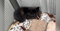 保護したときは『黒猫だと思っていた』小さな子猫→大きくなると…すてきな『成長の記録』に「あかん可愛すぎる」「美猫になった」とSNSで反響