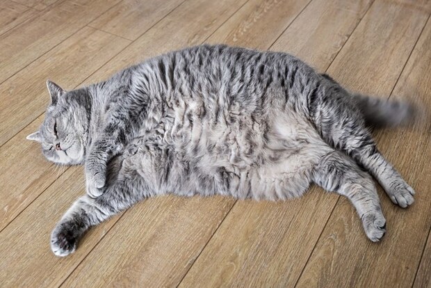 肥満猫