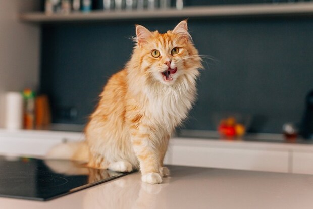 キッチンに乗る猫