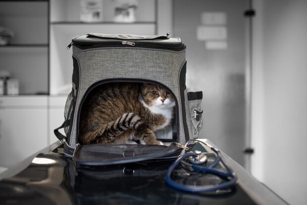 診察台を嫌がる猫