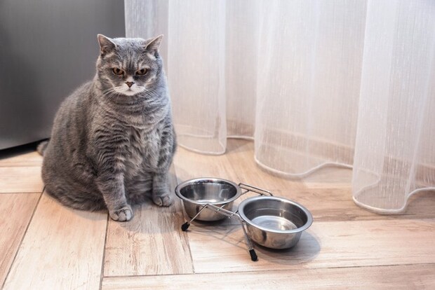 ダイエットが必要な猫